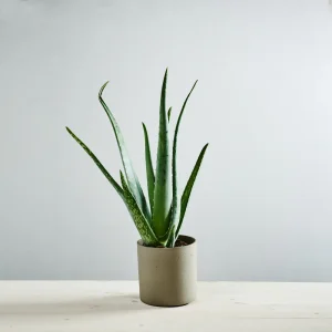 Aloes zwyczajny (aloe vera)