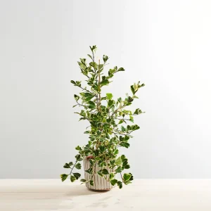 Fikus triangularis sweetheart (ficus)