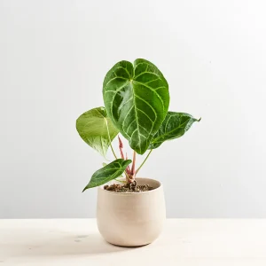 Anthurium magnificum