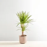 Dracaena marginata sunray