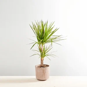 Dracaena marginata sunray
