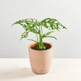 Monstera obliqua peru