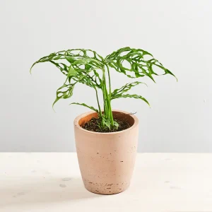 Monstera obliqua peru