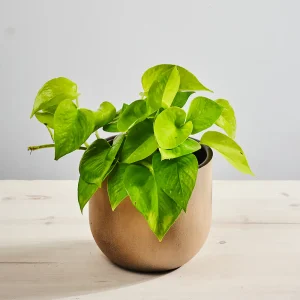 Epipremnum golden pothos