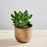 Crassula hulk