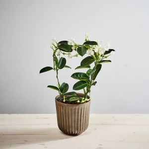 Stefanotis bukietowy (stephanotis floribunda)