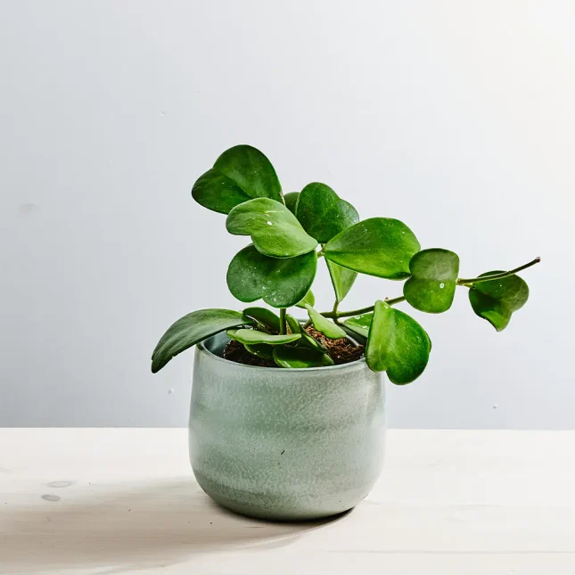 Hoya kerrii