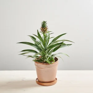 Ananas mi amigo