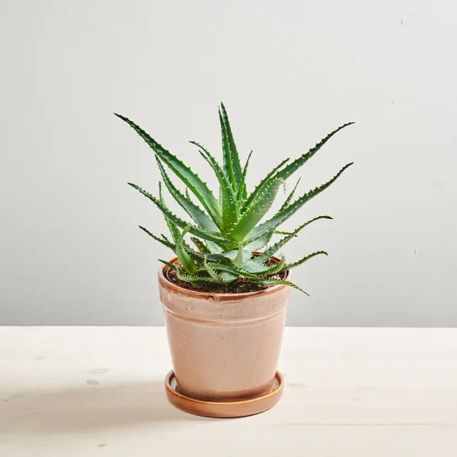 Aloes drzewiasty (aloe arborescens)