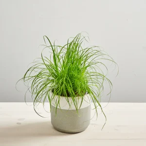 Cyperus zumula 'kocia trawa'