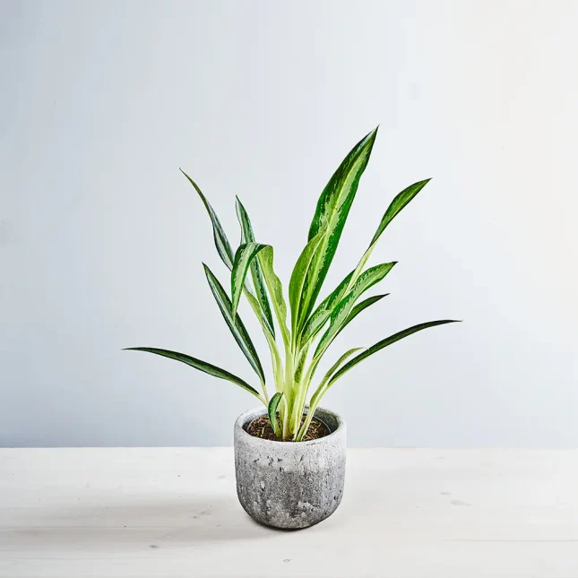 MS111k_0041_MS11 46 Aglaonema forest grass