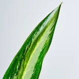 MS111k_0042_MS11 47