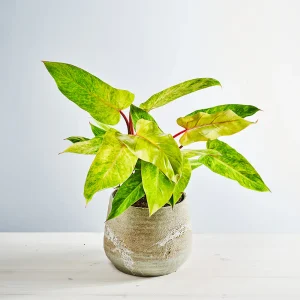 Philodendron painted lady