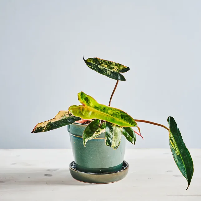 MS111k_0080_MS11 86 Philodendron billietiae variegata