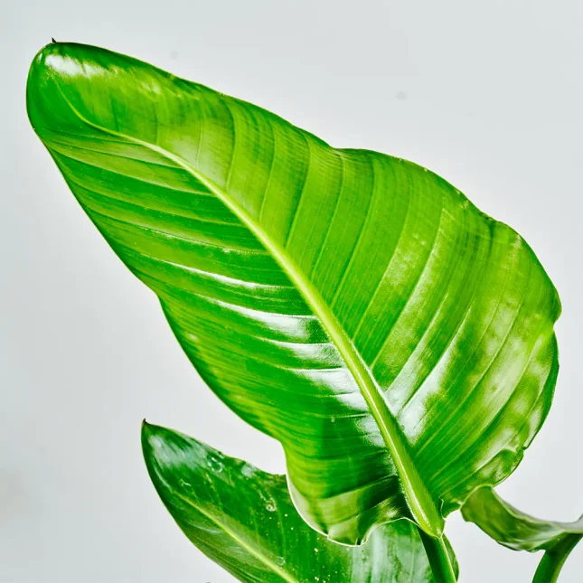 MS1k10_0030_MS10 31 MS1k10_0030_MS10 31