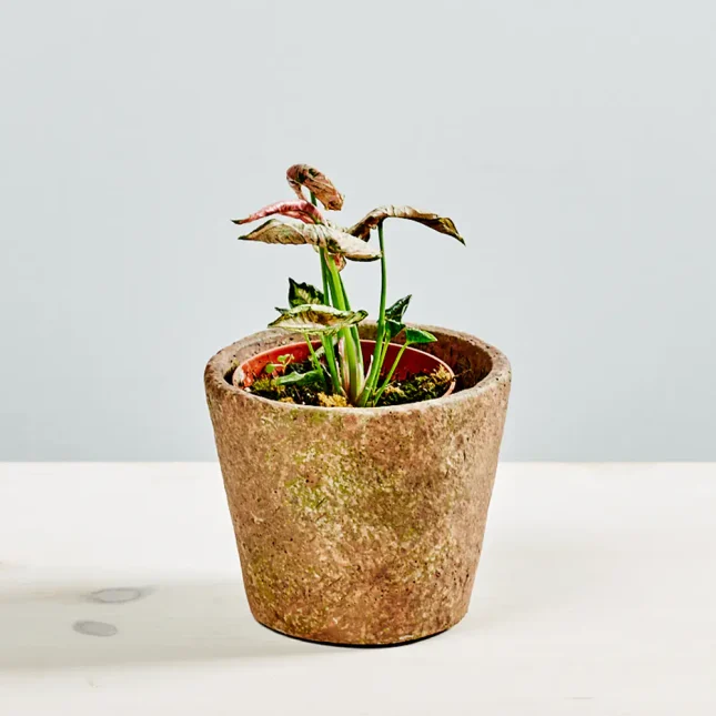 syngonium pink rolli