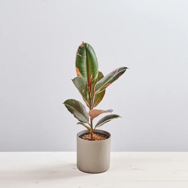 MS1k10_0076_MS10 77 Fikus elastica belize (ficus)