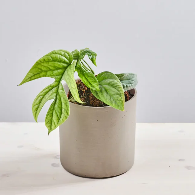 MS1k10_0084_MS10 85 Monstera amydrium medium silver