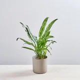 Aglaonema cutlass