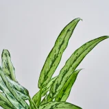 MS1k10_0092_MS10 94
