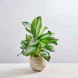 Aglaonema silver bay
