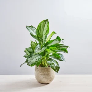 Aglaonema silver bay