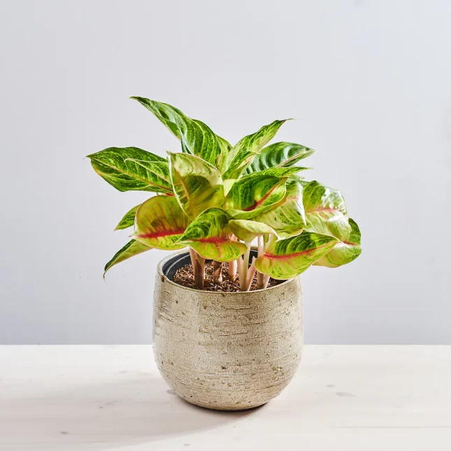 MS1k10_0099_MS10 101 Aglaonema iguana red