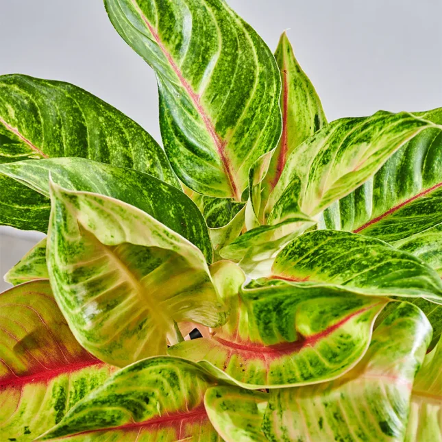 MS1k10_0101_MS10 103 MS1k10_0101_MS10 103