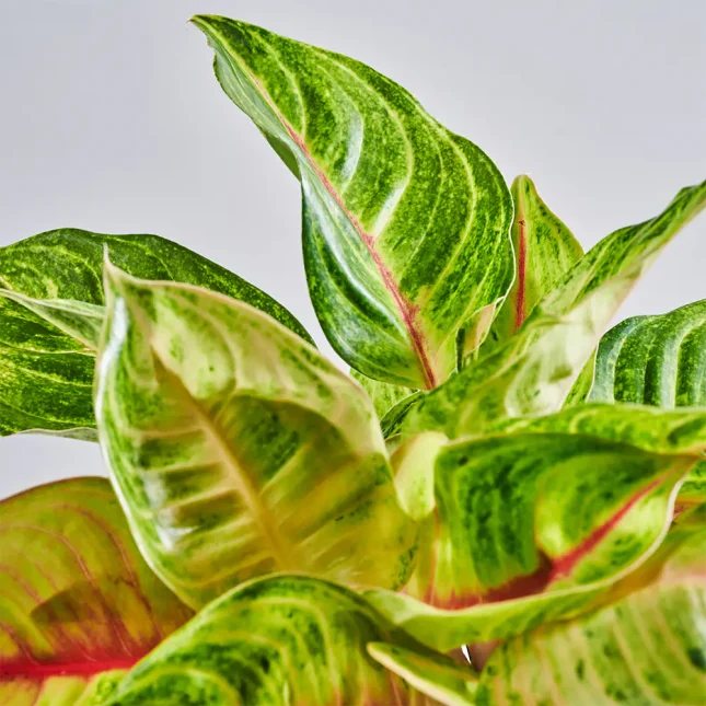 MS1k10_0102_MS10 104 MS1k10_0102_MS10 104