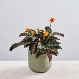 Calathea crocata