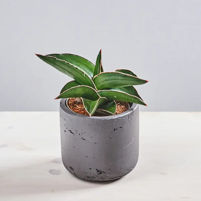 MS1k10_0147_MS10 149 Sansevieria samurai