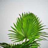 MS1k_0011_MS12 11