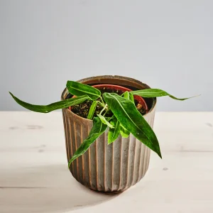 Anthurium pallidiflorum