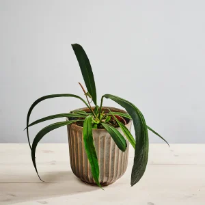 Anthurium vittarifolium