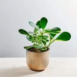 Kluzja rosea variegata (clusia)