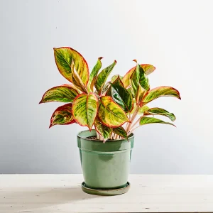 Aglaonema jamaica red