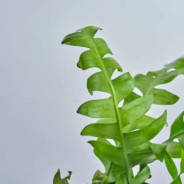 MS141k_0059_MS14 59 MS141k_0059_MS14 59