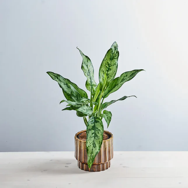 MS141k_0072_MS14 72 Aglaonema romeo