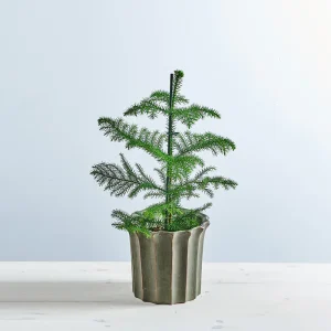 Araukaria wyniosła (araucaria heterophylla)