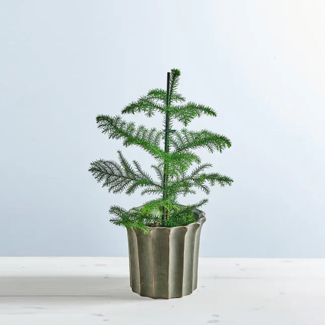 Araukaria wyniosła (araucaria heterophylla)