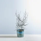 Corokia cotoneaster