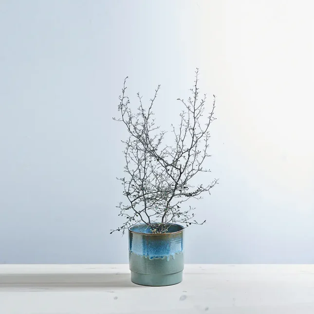 MS151k_0066_MS15 71 Corokia cotoneaster