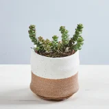 Crassula marnieriana (hottentot) baby