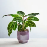 Calathea warscewiczii