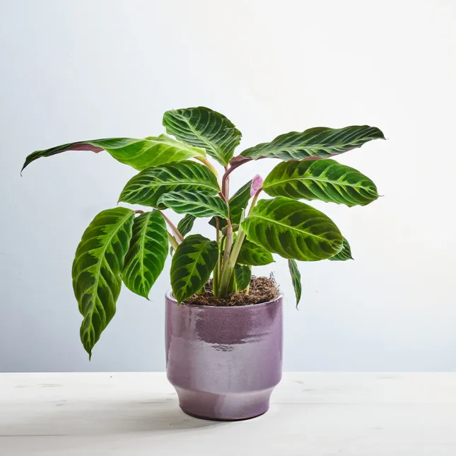 Calathea warscewiczii