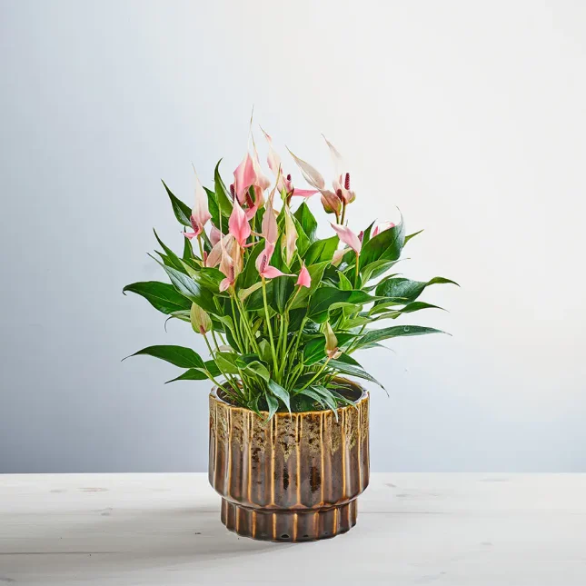 Anthurium lilli