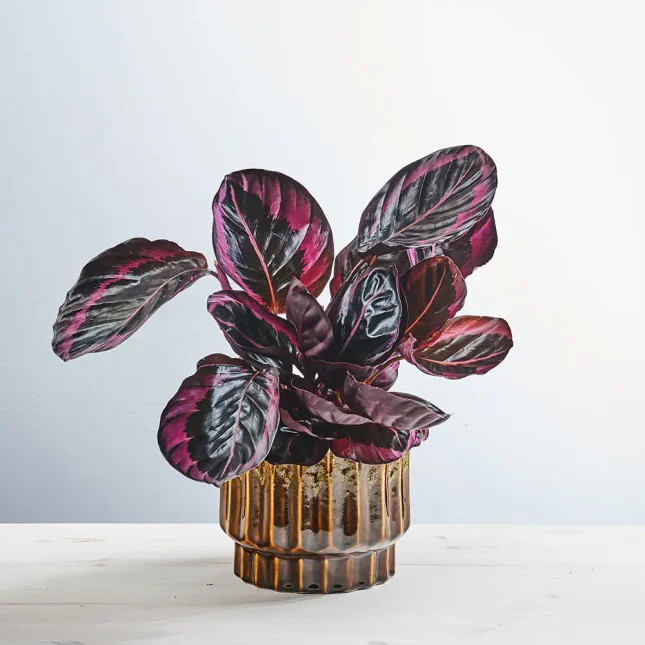 MS171k_0087_MS17 88 Calathea roseopicta surprisestar