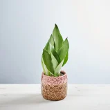 Sansevieria moonshine