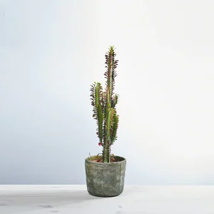 Wilczomlecz trójżebrowy rubra (euphorbia trigona rubra)