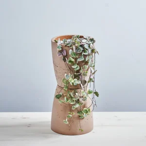 Ceropegia woodii variegata